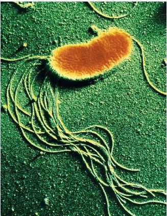 Строение и жизнедеятельность бактерий.