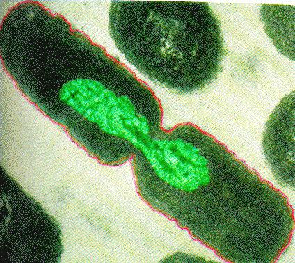 Бактерии: особенности строения клетки.
