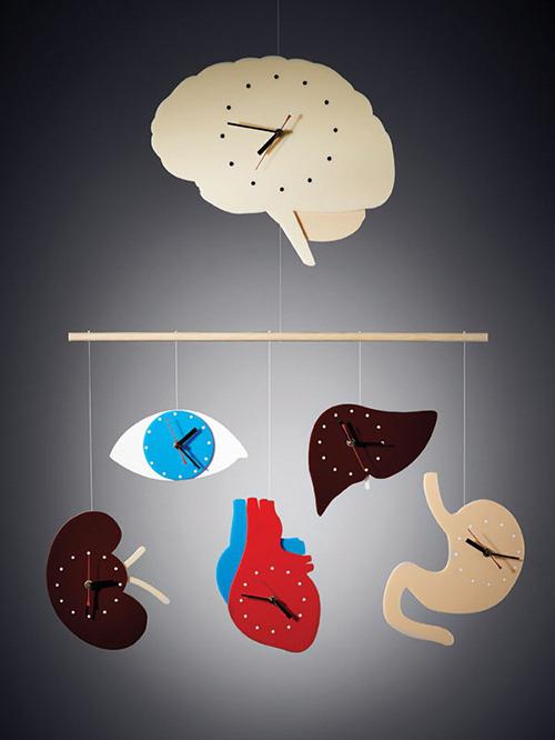 биологические часы органов