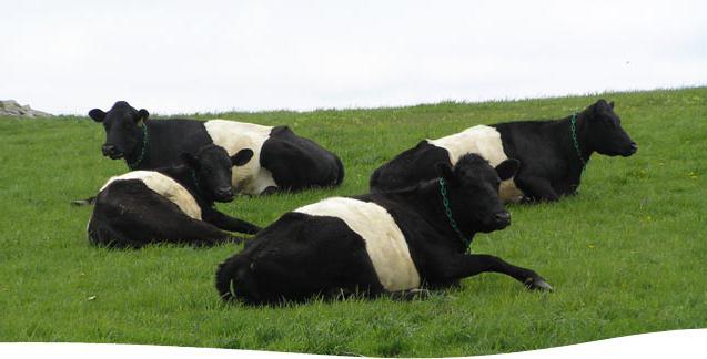 молочные породы коров в россии 