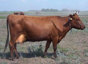 мясо молочные породы коров 