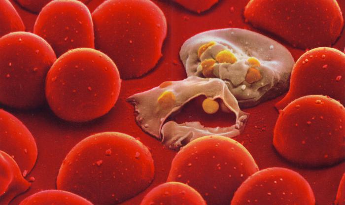 красные клетки крови