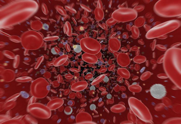 клетки крови человека