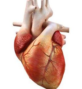 особенности сердечной мышцы
