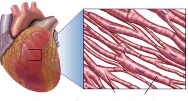 сердечная мышца