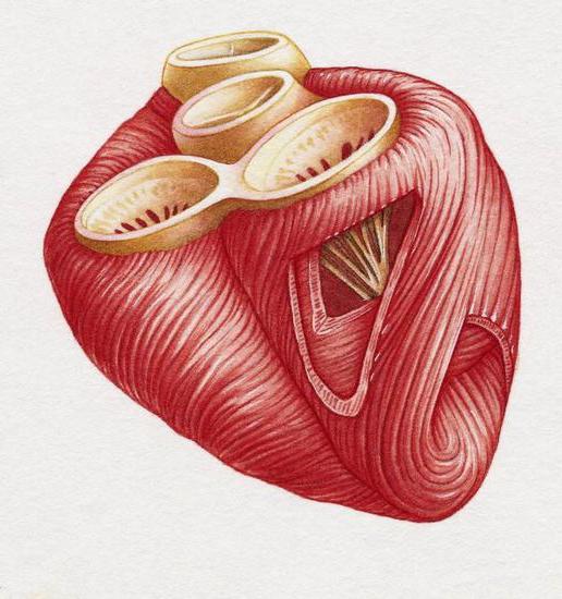 укрепление сердечной мышцы