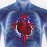 свойства сердечной мышцы