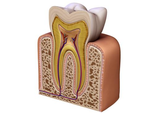 строение коренного зуба