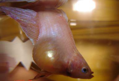 болезни аквариумных рыбок внешние признаки