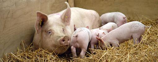 мясные породы свиней в украине 
