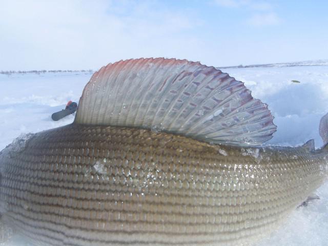 Рыбалка на хариуса в сибири зимой - Разбираем по шагам