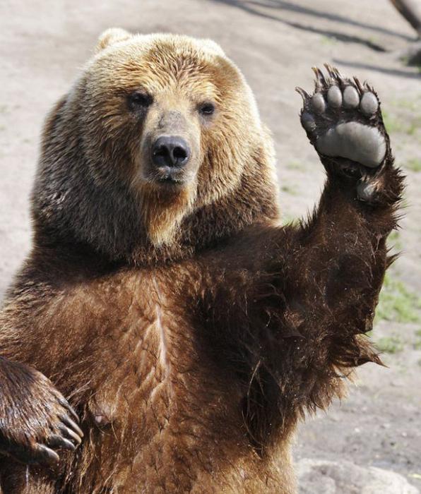 Сколько лет живут медведи в природе?
