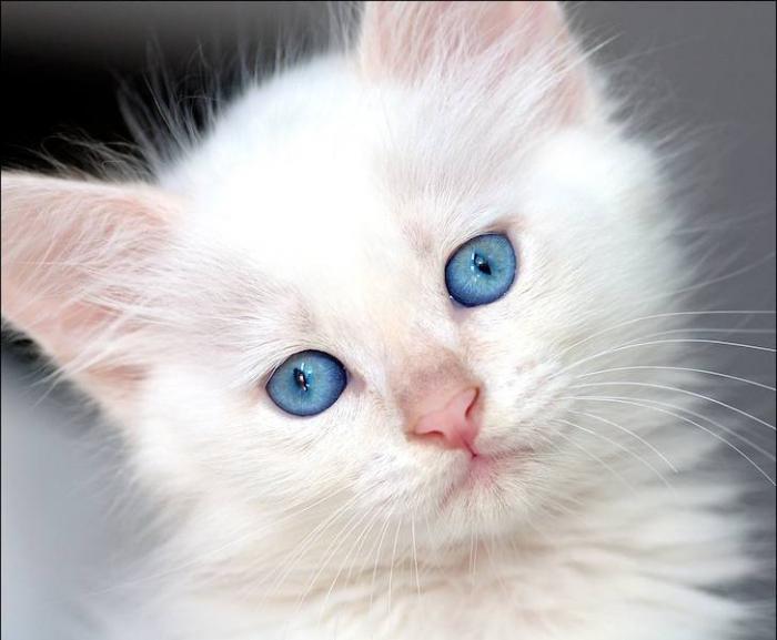 белые коты