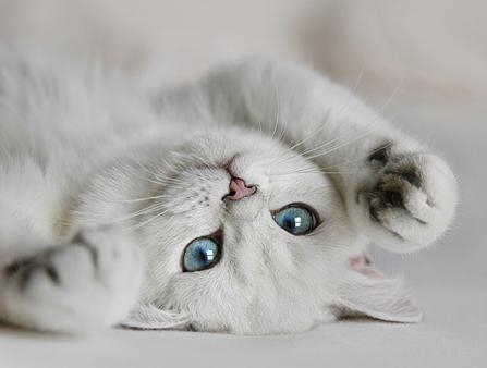 белые коты с голубыми глазами