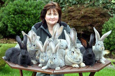 содержание и разведение кроликов