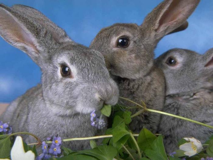 условия разведения кроликов