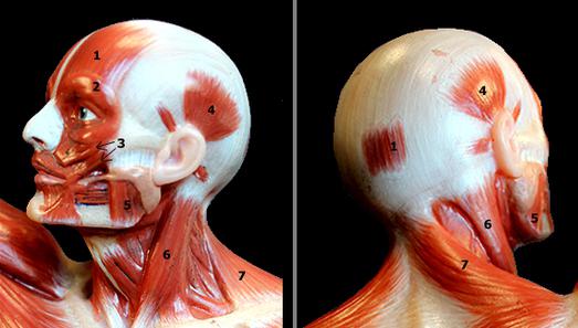 мышцы головы человека