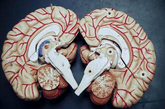 система головного мозга