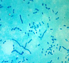 молочнокислые бактерии относятся к группе 