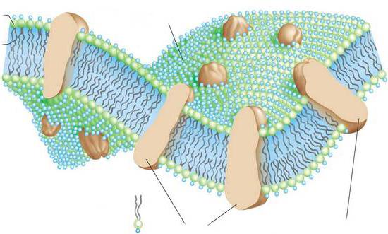 цитоплазматическая мембрана