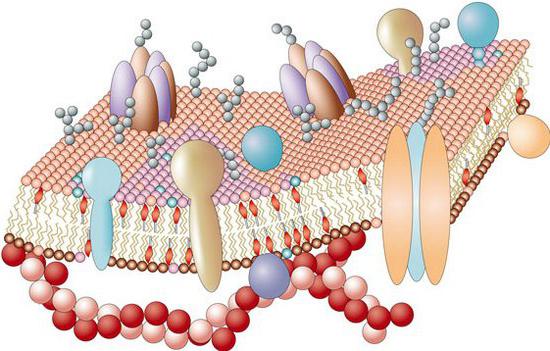 цитоплазматическая мембрана строение