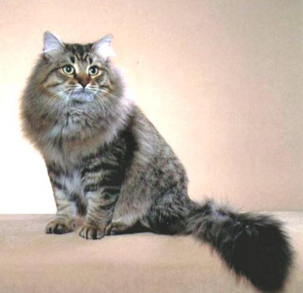 характеристика сибирского кота