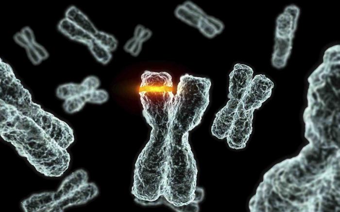 хромосомные мутации