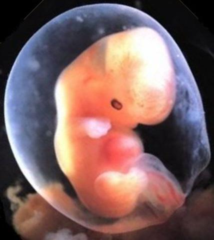 стадии эмбрионального периода