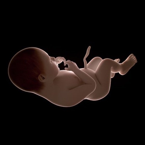 эмбриональный период человека