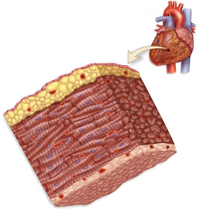 Анатомия: строение сердца.