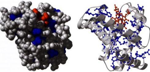 химическая структура белков