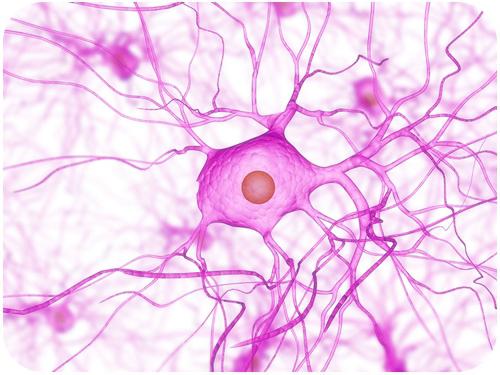 клетки нервной системы