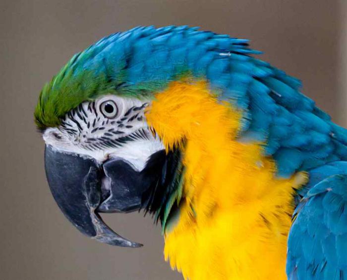 большой попугай ара