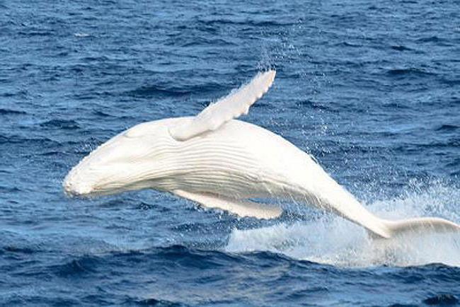 Как выглядит белый кит