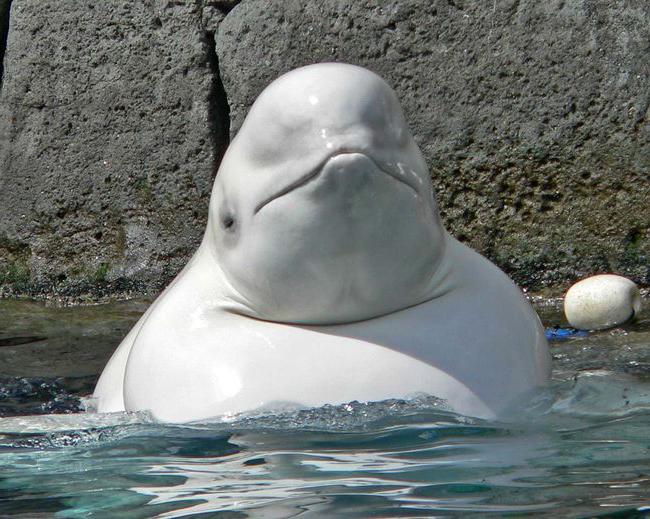 Белый кит фото