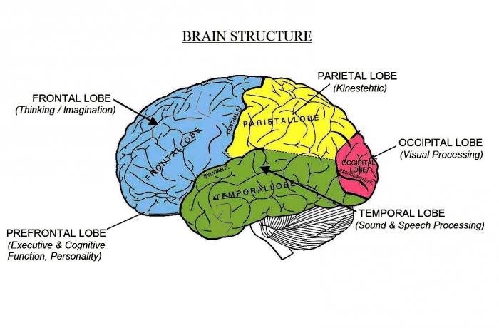 Brain structure. Строение мозга. Доли и отделы головного мозга. Структуры головного мозга. Строение головного мозга доли.