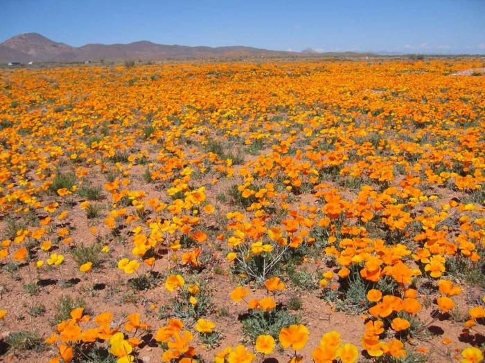 цветы пустыни