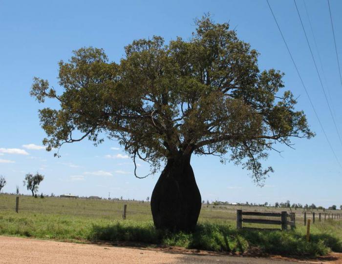 бутылочное дерево