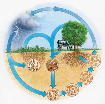круговорот азота в природе 