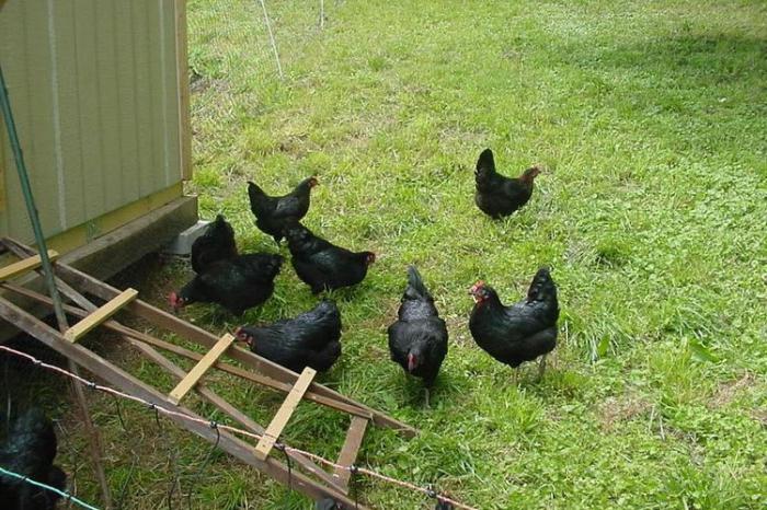 порода черная курица