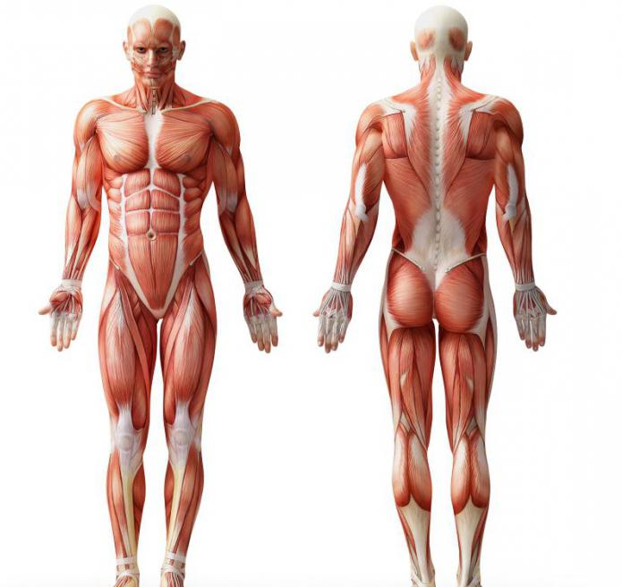 Каковы основные функции скелетных мышц у человека. Строение скелетной мышечной ткани. Виды мускулатуры по частям тела