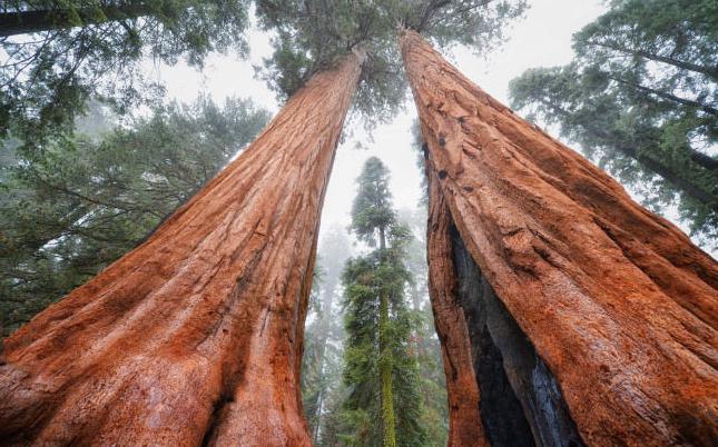 самые высокие деревья в мире