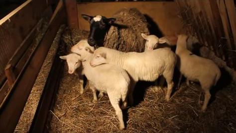 вес овцы романовской породы 