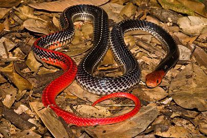 десять самых ядовитых змей на планете 