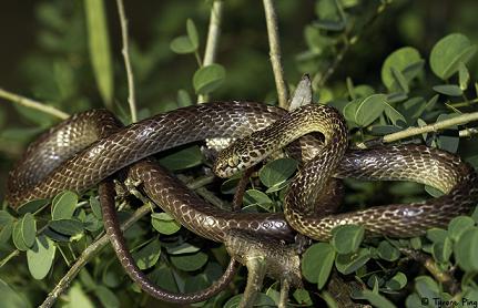 топ 10 самые ядовитые змеи планеты 