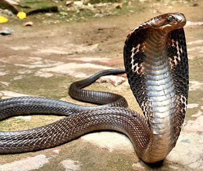самые опасные змеи нашей планеты 