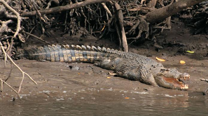 самый большой крокодил на земле