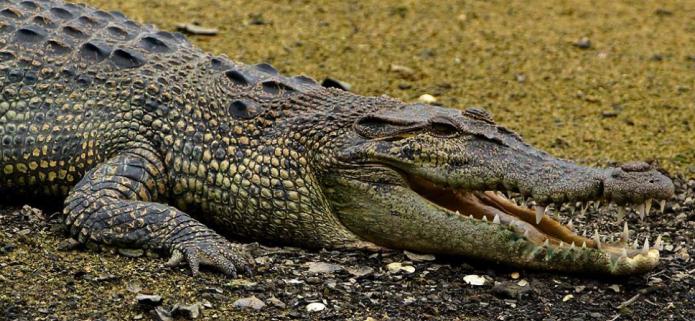официально самый большой крокодил в мире