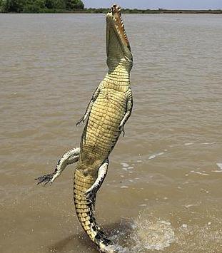 самые большие крокодилы в мире какого размера
