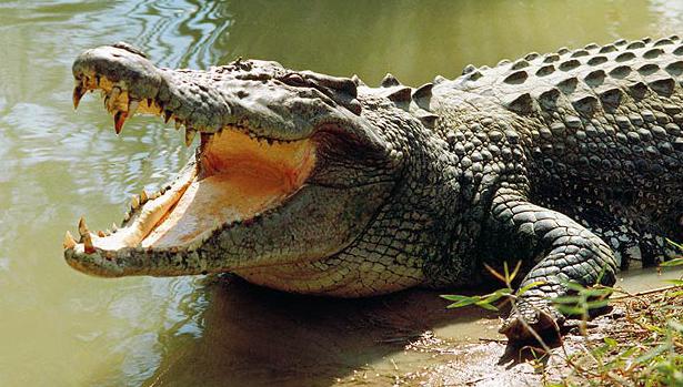 самый большой в мире крокодил